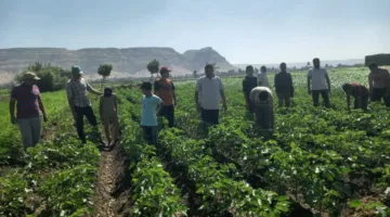 وزارة الزراعة: توفير دعم فني كامل لأكثر من 43 ألف مزارع في يونيو