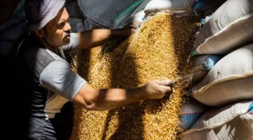 وزارة الزراعة: مصر تتبوأ المركز الخامس عشر عالميًا في إنتاج القمح