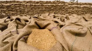 وزارة الزراعة: مصر تحصل على المركز 15 عالميًا في إنتاج القمح بكمية تصل إلى 10 ملايين طن