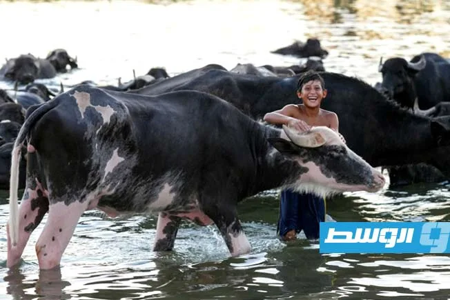 وزارة الصحة العراقية تُعلن عن تسجيل 30 حالة وفاة بسبب الحمى النزفية منذ بداية السنة.