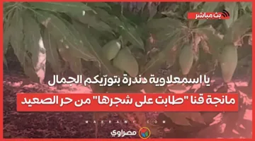 يا أهل إسماعيلية، دندرة تُظهِر لكم الروعة.. مانجة قنا “طابت على شجرها” من حرارة الصعيد.