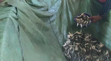 جهود مكثفة لإعادة إحياء الأسماك في نهر النيل وبعض البحيرات