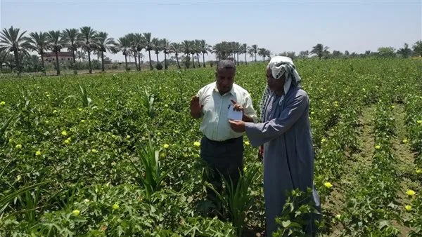 إدارة مكافحة الآفات الزراعية تنفذ 158 جولة ميدانية في يوليو إدارة مكافحة الآفات الزراعية تنفذ 158 جولة ميدانية في يوليو