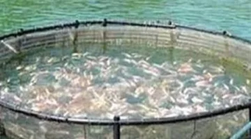 وزير الزراعة يوجه جميع الجهات المرتبطة بالوزارة بتوفير الدعم الفني المطلوب لمربين الثروة السمكية