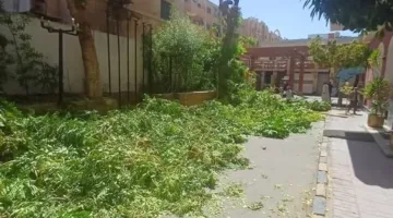 محافظ أسوان يقرر فرض غرامة مالية كبيرة على فندق سياحي بسبب استقطاع عدد من الأشجار.