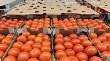 بتكلفة 115 مليون يورو.. الطماطم المغربية تسيطر على الأسواق الإسبانية.