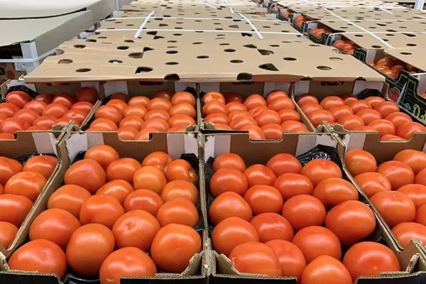 بتكلفة 115 مليون يورو.. الطماطم المغربية تسيطر على الأسواق الإسبانية. بتكلفة 115 مليون يورو.. الطماطم المغربية تسيطر على الأسواق الإسبانية.