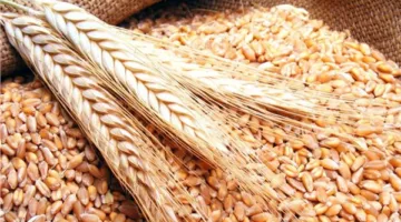 أسعار القمح تواجه تحديات مع تحسن الظروف المناخية وتباطؤ في عملية الحصاد