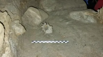 أقدم تجمع حيواني في القطب الشمالي يعود تاريخه إلى 75 ألف عام.