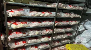 إجراءات قانونية ضد المخالفين.. ضبط 13.5 طن من اللحوم والدواجن الفاسدة في الجيزة