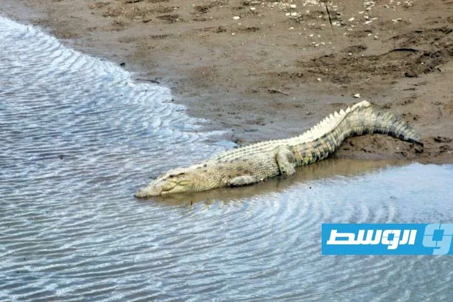 «إسرائيل» تنفذ مذبحة ضد التماسيح في الضفة الغربية المحتلة