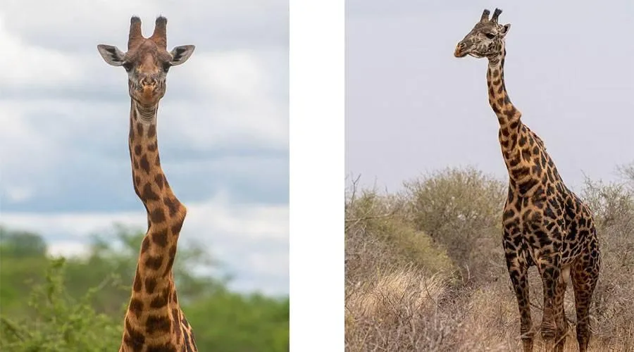 اكتشاف زرافة فريدة في كينيا