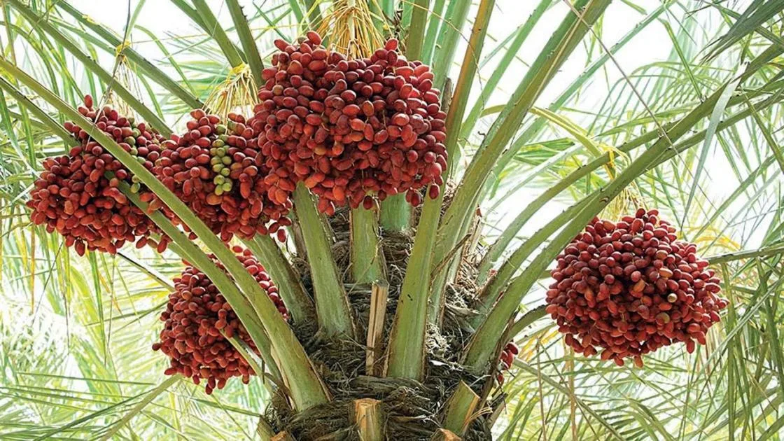 اكتشفوا أهم خطوات العناية بأشجار النخيل اكتشفوا أهم خطوات العناية بأشجار النخيل