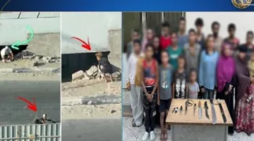 الأجهزة الأمنية تعتقل 20 فردًا في الجيزة بتهمة استغلال الأطفال في التسول