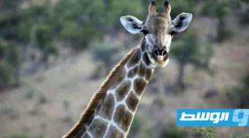 الاتحاد الدولي لحفظ الطبيعة يعلن: وجود أربعة أنواع من الزرافات بدلاً من نوع واحد.
