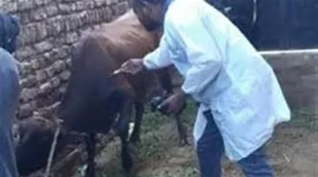 «البيطري في الأقصر»: تطعيم 64 ألف حيوان ضد الأمراض خلال الشهر المنصرم