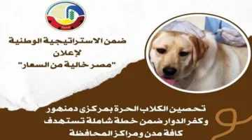 البيطري في البحيرة ينظم حملة لتطعيم الكلاب في مركزي دمنهور وكفر الدوار