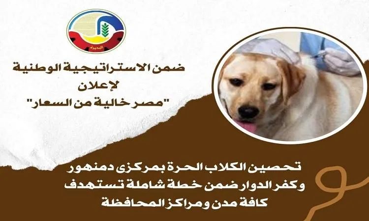 البيطري في البحيرة ينظم حملة لتطعيم الكلاب في مركزي دمنهور وكفر الدوار البيطري في البحيرة ينظم حملة لتطعيم الكلاب في مركزي دمنهور وكفر الدوار