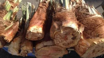 الجمار.. ثروة مكنونة في عمق النخلة