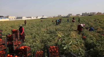 الزراعة السورية لـ«إرم بزنس»: لا قيود على استيراد السلع الأساسية