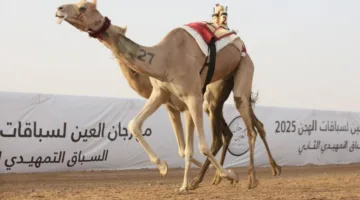 «الشامخة» تتألق في اليوم الرابع لمهرجان العين للهجن