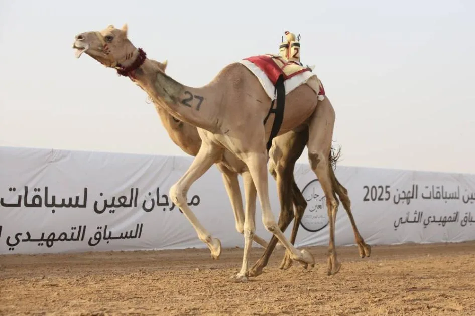 «الشامخة» تتألق في اليوم الرابع لمهرجان العين للهجن