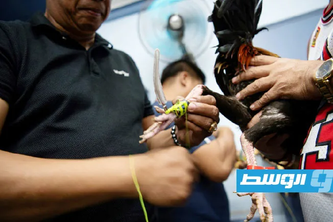 المراهنات عبر الإنترنت تؤجج صراع الديوك في الفلبين المراهنات عبر الإنترنت تؤجج صراع الديوك في الفلبين
