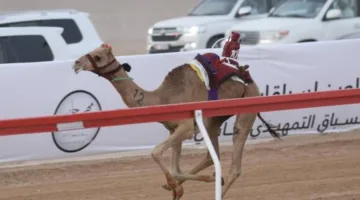 انطلاق متميز للجولة الثانية من مهرجان العين للهجن