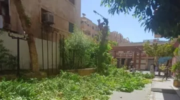بسبب إزالة الأشجار.. محافظ أسوان يفرض غرامة كبيرة على فندق سياحي