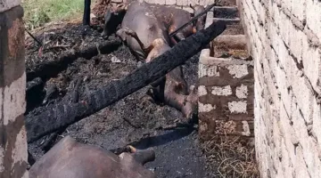 بسبب سيجارة مشتعلة: وفاة 4 رؤوس من الماشية في حريق بالمنيا – صور