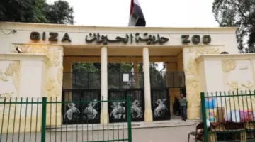 بعد عامين من الإغلاق، حديقة الحيوان في الجيزة ترحب الزوار بتجديدها الجديد.
