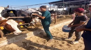 بيطري البحيرة يستمر في حملة تطعيم الماشية ضد مرض الحمى القلاعية