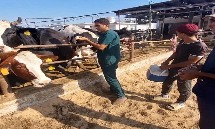 بيطري البحيرة يستمر في حملة تطعيم الماشية ضد مرض الحمى القلاعية بيطري البحيرة يستمر في حملة تطعيم الماشية ضد مرض الحمى القلاعية