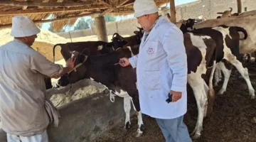 تحصين 247 ألف حيوان في محافظة الغربية