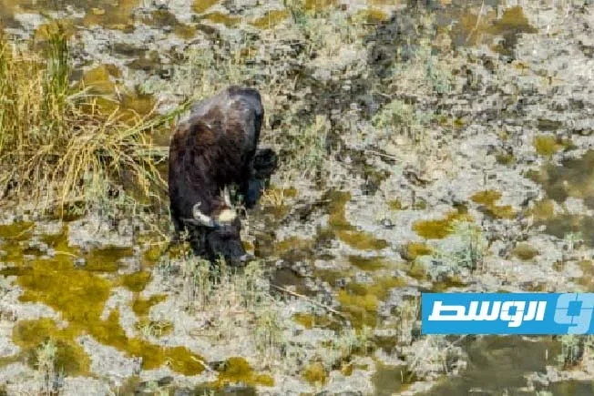 تحول الأهوار الجنوبية في العراق إلى صحراء واسعة نتيجة للجفاف تحول الأهوار الجنوبية في العراق إلى صحراء واسعة نتيجة للجفاف