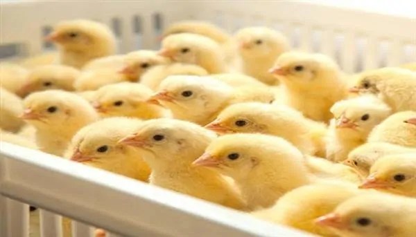 سعر الكتكوت الأبيض اليوم 29 أغسطس