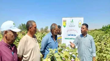 جنوب سيناء تحقق أول نتائج التنمية الزراعية من خلال زراعة عباد الشمس الزيتي (صور)