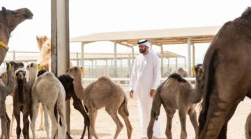 حليب الإبل: ميزات فريدة وفوائد صحية متعددة