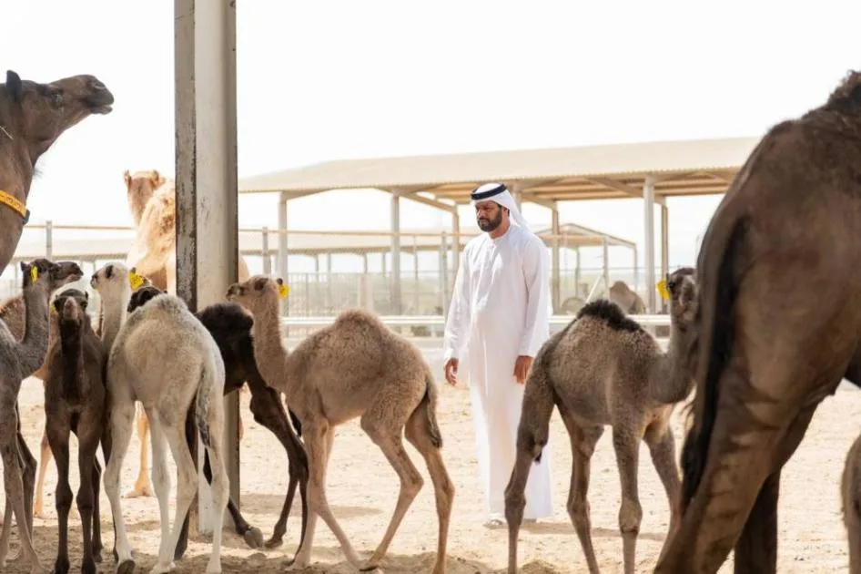 حليب الإبل: ميزات فريدة وفوائد صحية متعددة حليب الإبل: ميزات فريدة وفوائد صحية متعددة