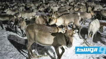 حيوانات الرنة تواجه تأثيرات موجات الحر في فنلندا