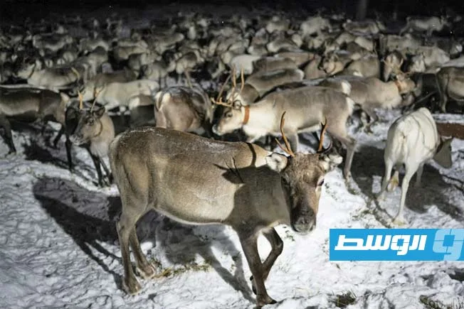 حيوانات الرنة تواجه تأثيرات موجات الحر في فنلندا
