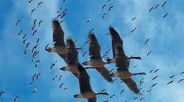 د. محمود بكر: قانون البيئة يحظر صيد الطيور المهاجرة، خصوصًا الأنواع المهددة بالانقراض