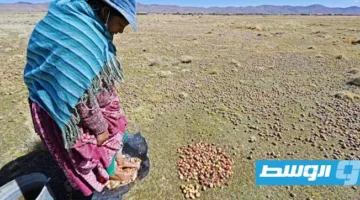 دراسة تكشف أن البطاطا تنحدر من الطماطم
