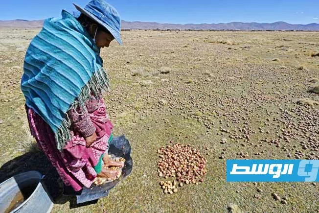 دراسة تكشف أن البطاطا تنحدر من الطماطم دراسة تكشف أن البطاطا تنحدر من الطماطم