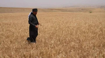 «سبتمبر خالٍ من المحاصيل».. الاقتصاد العراقي يواجه تحديات الأمن الغذائي