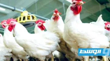 «سعر طبق البيض يصل إلى 16 ديناراً.. ارتفاع أسعار الدواجن بنسبة 47% في يوليو»