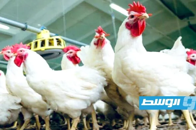 «سعر طبق البيض يصل إلى 16 ديناراً.. ارتفاع أسعار الدواجن بنسبة 47% في يوليو» «سعر طبق البيض يصل إلى 16 ديناراً.. ارتفاع أسعار الدواجن بنسبة 47% في يوليو»