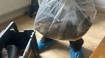 صيد أكبر جرذ في بريطانيا بطول 50 سنتيمتراً (صور)