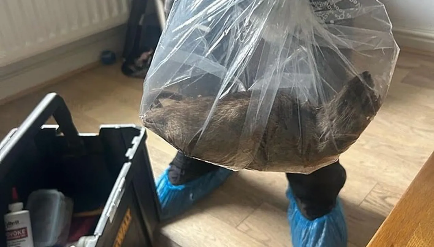 صيد أكبر جرذ في بريطانيا بطول 50 سنتيمتراً (صور) صيد أكبر جرذ في بريطانيا بطول 50 سنتيمتراً (صور)