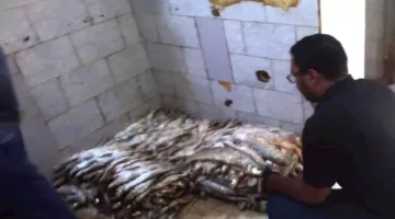ضبط كميات كبيرة من الأسماك التالفة خلال حملة مفاجئة في أسوان (صور)